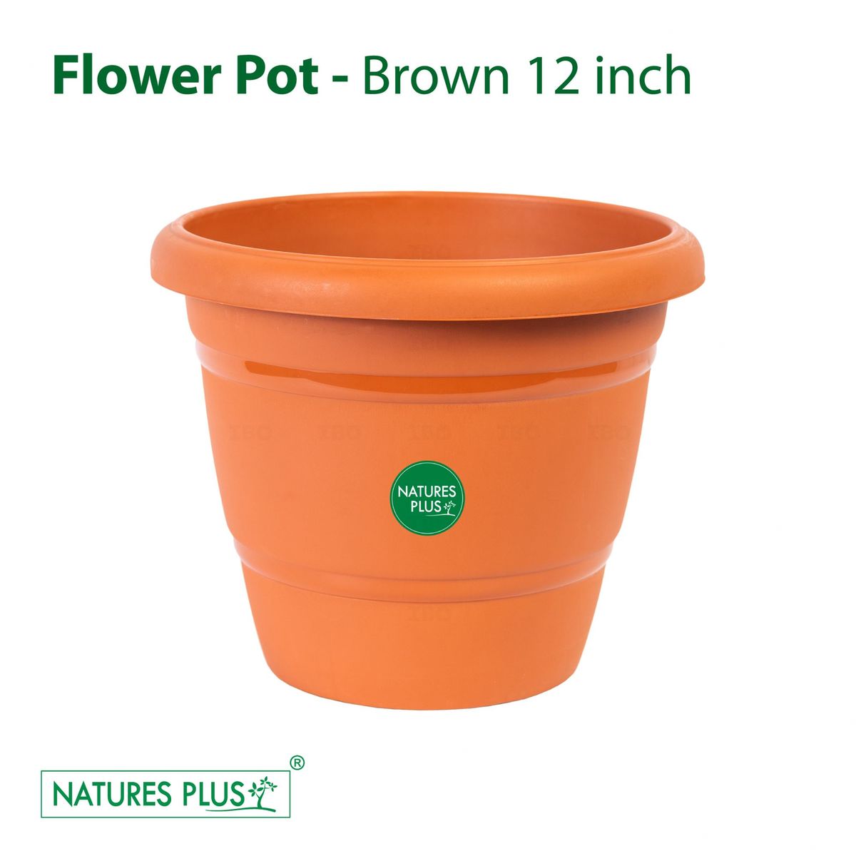 clearance pots for plants Orchid BENCH CLEARANCE Plants @ Reduced Prices  bombotany