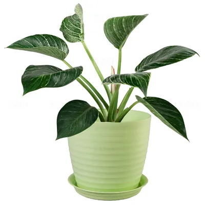 Natures Plus Muddy Pot 10 inch Assorted