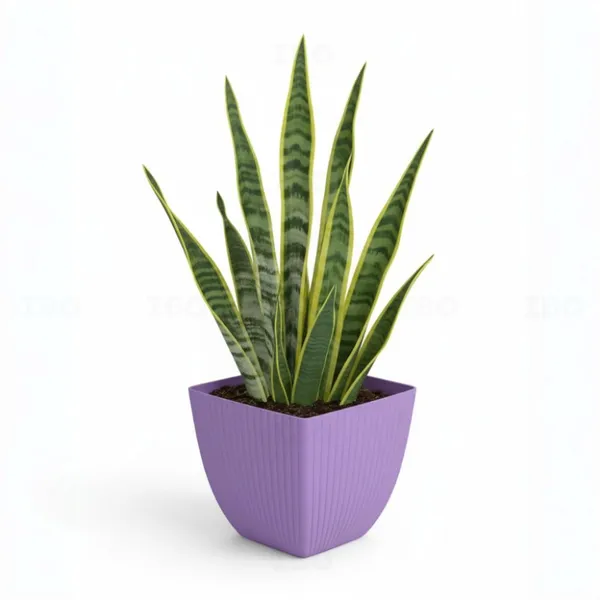 Natures Plus Grilly Pot 7 inch Assorted